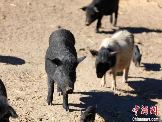 西藏林芝：藏香猪在小康大道上“赛跑”