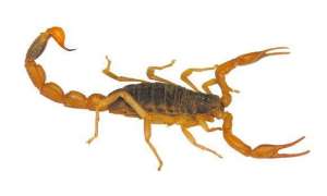 如何养殖螳螂(蝎子-高效养殖技术（七）)