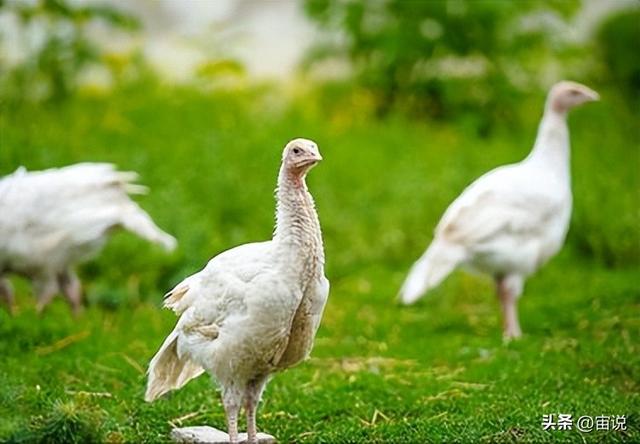 火鸡的生长要求，对人工养殖业带来的影响