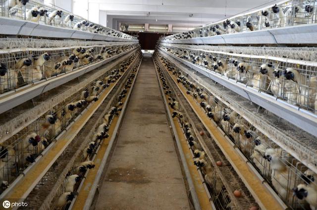 了解一些养殖乌鸡的知识，学习鸡舍管理小妙招，提升养殖效率