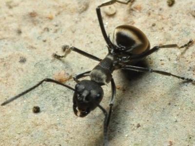 药用蚂蚁养殖技术 拟黑多刺蚂蚁怎么养？