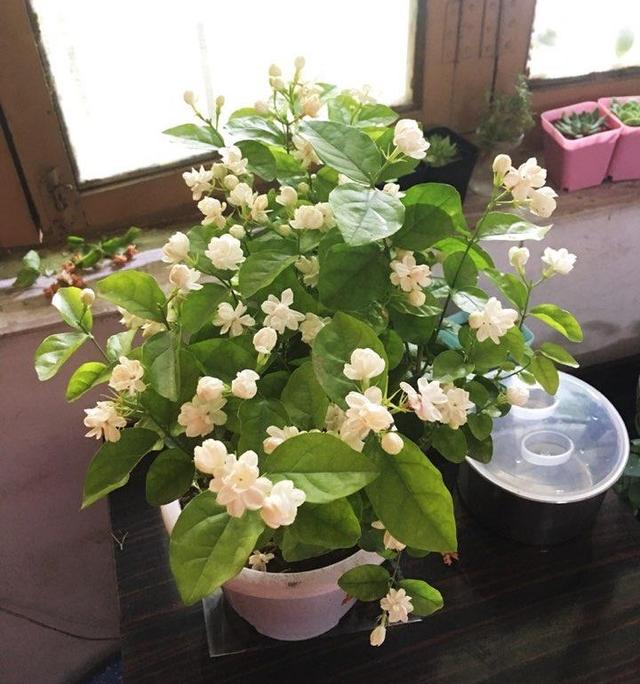 养茉莉花的3个技巧，枝叶旺盛油绿发亮，不断绽放芳香浓郁