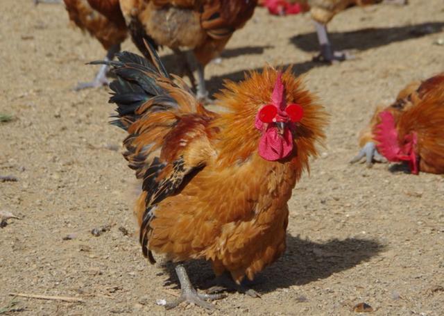 「国鸡文化」深山里的云南，蕴含了多少的国鸡美食？