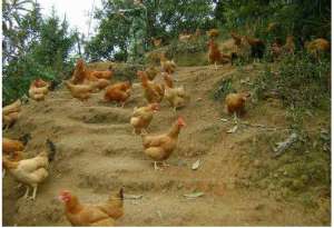 快大三黄鸡养殖周期(山地养鸡现状，及发展措施，想要提高经济效益不难)