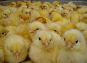 白羽王鸽养殖注意哪些(要想养好蛋鸡，做好这十点很重要)