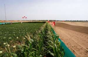 河南蝴蝶养殖基地(郑州“专治平房漏水”的企业在腾格里沙漠种岀优质西瓜玉米)