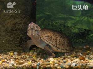 日本石龟养殖方法(龟谷鳖老养龟心经 之乌龟对水质的要求和处理办法)