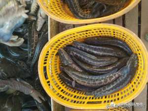 一亩黑鱼养殖成本(1亩鱼塘30天少赚了近2万块？一天一个价，今年这里养黑鱼的很倒霉)