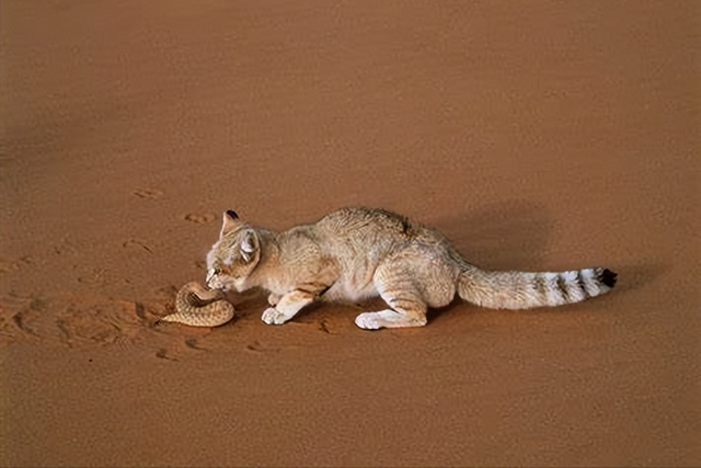毒蛇食肉！沙漠猫如何生存？