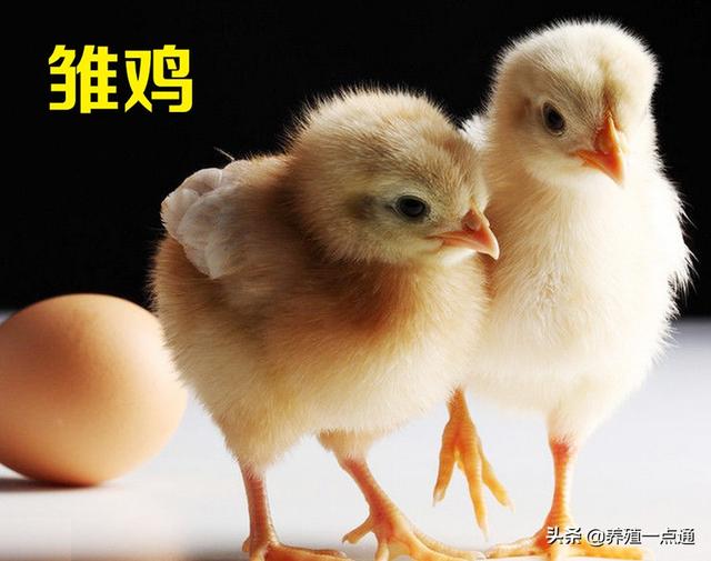 雏鸡提高成活率日常管理九法，用药免疫有讲究，留言PK成活率