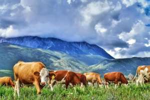 2016养殖羊前景(确保全年肉类总产突破300万吨 内蒙古牛羊养殖优势稳固)