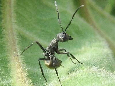 药用蚂蚁养殖技术 拟黑多刺蚂蚁怎么养？