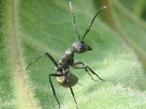如何养殖蚂蚁(药用蚂蚁养殖技术 拟黑多刺蚂蚁怎么养？)