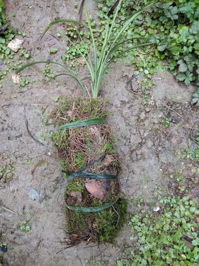 用苔藓栽种兰花的方法和技巧