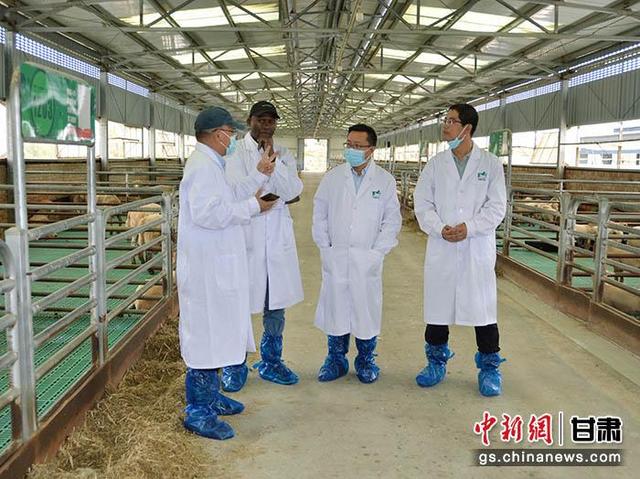 甘肃环县巧借专家选良种“芯片”科技助力羊业丰收