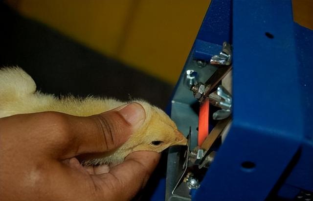 随着养鸭业不断发展，养殖规模急剧增加，鸭场该如何疫病防控？