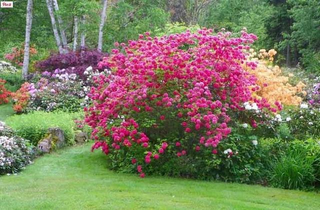 6种在半阴的院子可生长开花的灌木花卉，可养成阳台盆栽