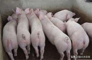 养殖大全(很全的母猪饲养方案，内含10个要点，超级实用)