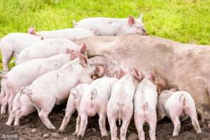 养殖母猪专业技术(可提高母猪生产效率的饲养技巧)