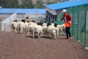 重庆波尔山羊养殖基地(南方和北方哪里更适合养羊？盲目养殖要不得)
