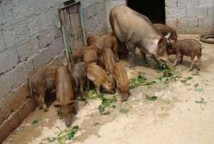 山猪养殖视频(野猪养殖管理8要点，从种公猪种母猪到育肥饲喂)