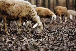 小尾寒羊的养殖方法(做到这4个要点，能提高小尾寒羊产羔成活率30%)