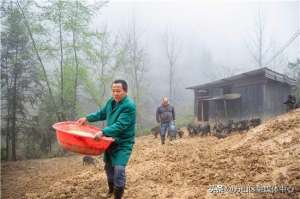 山东藏香猪养殖(【来一场振兴农村经济的深刻的产业革命】 杨家寨有藏香猪 林中“跑出”增收路)