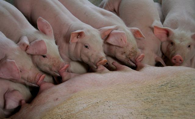 养猪户们三步走，母猪的生产效率提升了不少！