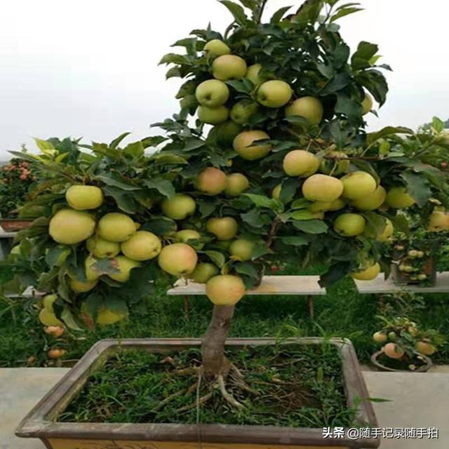 苹果盆栽的养殖方法和注意事项