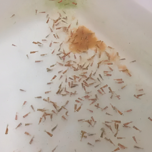 水蛛(水蚤)的高产培育：小苗最适口天然饵料，对水花育苗至关重要