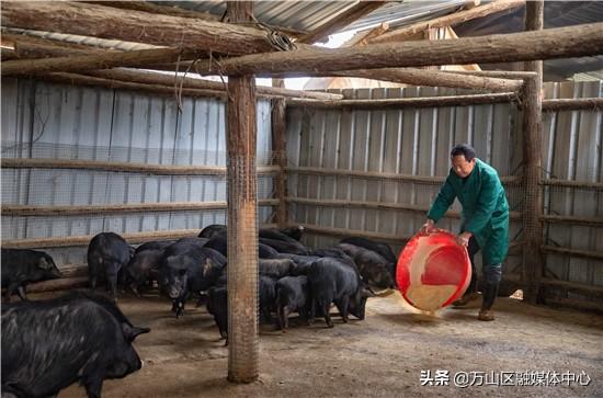 【来一场振兴农村经济的深刻的产业革命】 杨家寨有藏香猪 林中“跑出”增收路