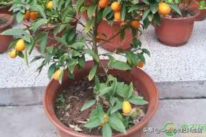 盆栽金桔的养殖方法(金桔树的养殖方法和注意事项)