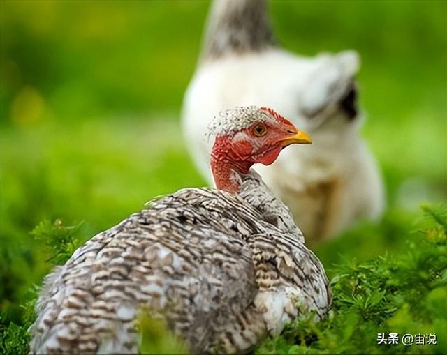 火鸡的生长要求，对人工养殖业带来的影响