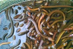 任超鳝鱼养殖(年需求300万吨的黄鳝，亟需开辟国外市场)