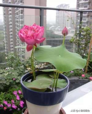 睡莲室内养殖方法(碗莲、睡莲这么养，一盆一年开花几十朵，叶子长得满满的，美极了)