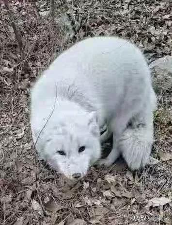 太原市自然资源部门成功救助一只狐狸
