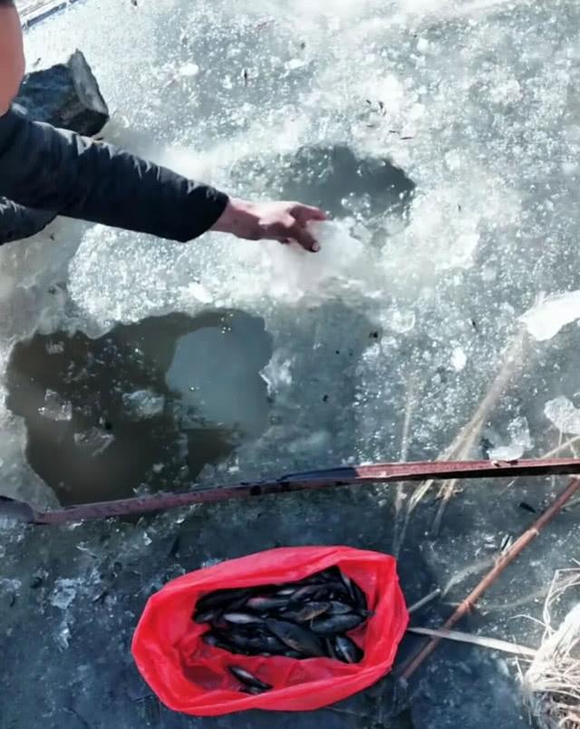 东北的老头鱼是一种什么鱼？生活在野泡子里，冬天冰封也冻不死