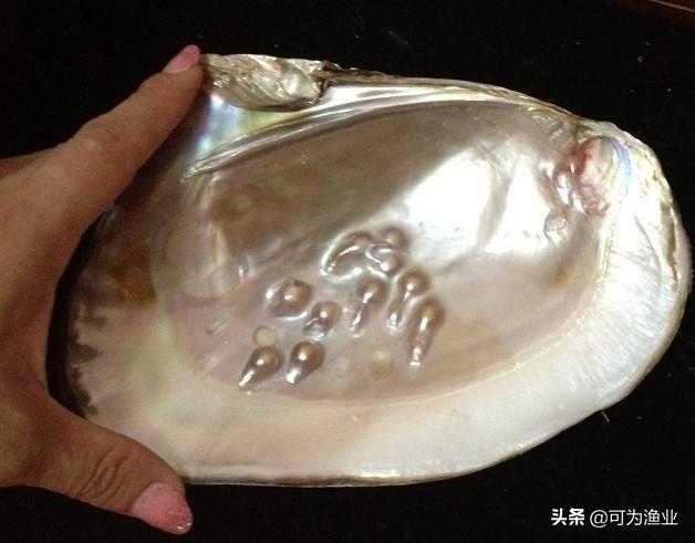 淡水珍珠蚌如何繁育？其养殖技术要点有哪些？