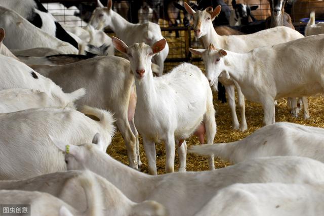 波尔山羊的疾病防治，可有效提高波尔山羊养殖成活率及经济效益