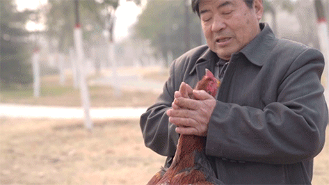 中国最后的斗鸡人，70岁高龄养斗鸡60年，觉得鸡比老婆都重要