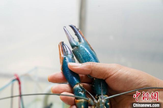 航拍广西澳洲淡水龙虾养殖基地 商品虾供不应求