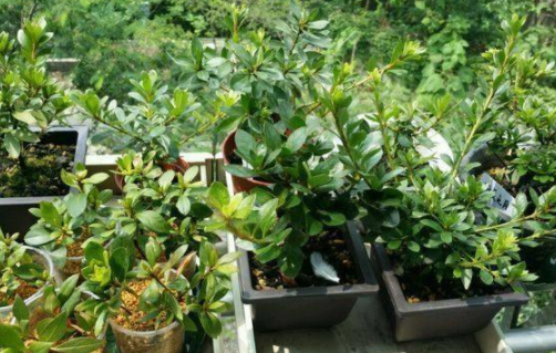室内杜鹃盆栽怎么养？了解3要素，枝繁叶茂，花开爆满盆