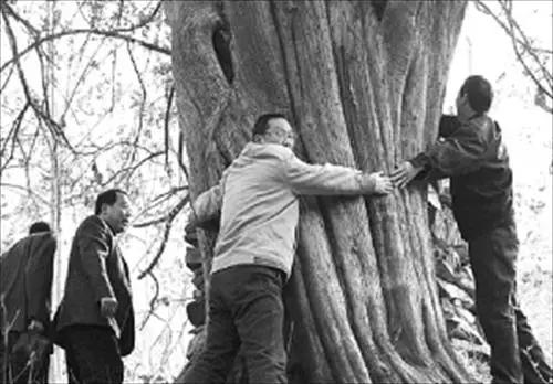 红豆杉盆景的鉴赏与养护管理