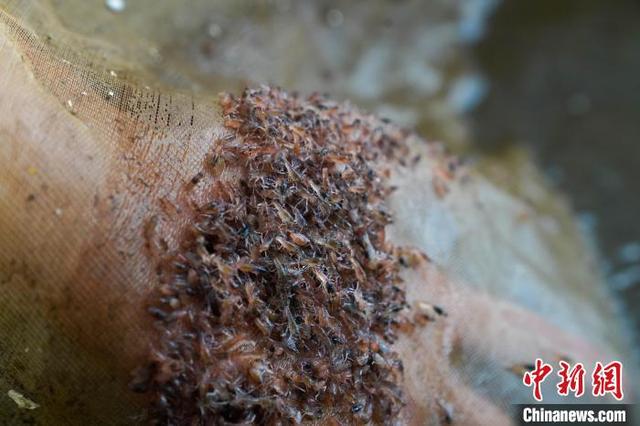 航拍广西澳洲淡水龙虾养殖基地 商品虾供不应求