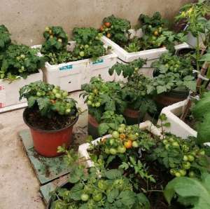 阳台小番茄的种植(春季播种小番茄，1个细节别忽视，长势喜人，果子大丰收)