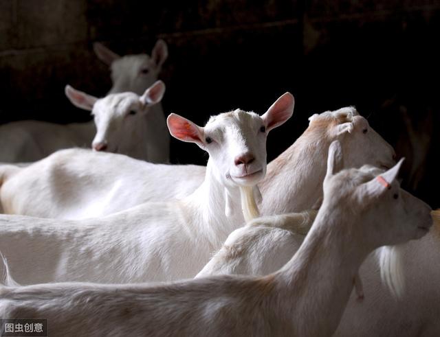 波尔山羊的疾病防治，可有效提高波尔山羊养殖成活率及经济效益