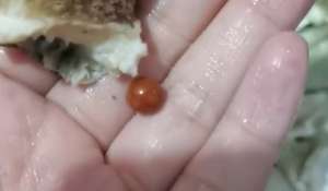 中华圆田螺养殖视频(5万个海螺才出1颗珠女子吃海螺吃出稀世珍宝)