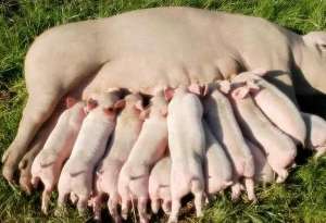 母猪养殖技巧(养猪户们三步走，母猪的生产效率提升了不少)