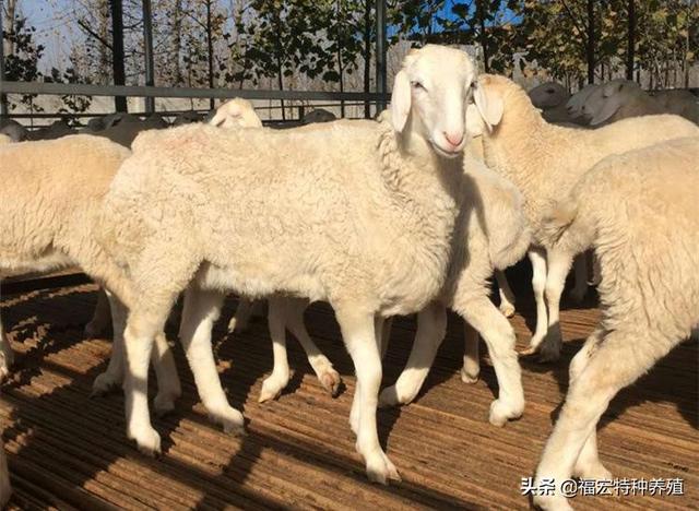 小尾寒羊种羊春夏秋冬四季养殖繁殖技术，杜波羊种羊养殖可以参考
