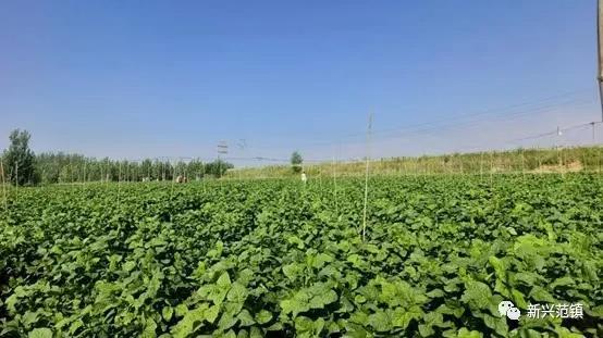 泰安范镇大辛村：流转闲置土地，发展豆丹养殖